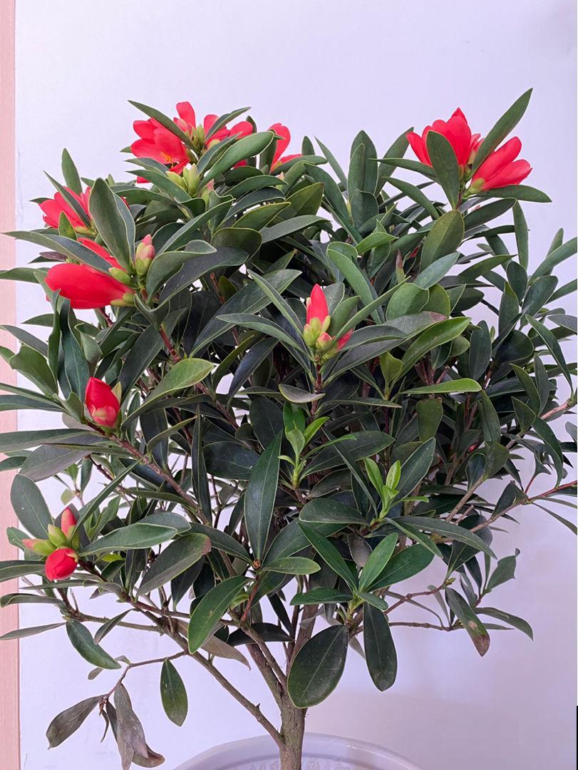 喜欢花香的朋友,一定不要错过茶花,现在买过年就能开 喜欢花香的朋友,一定不要错过茶花,现在买过年就能开