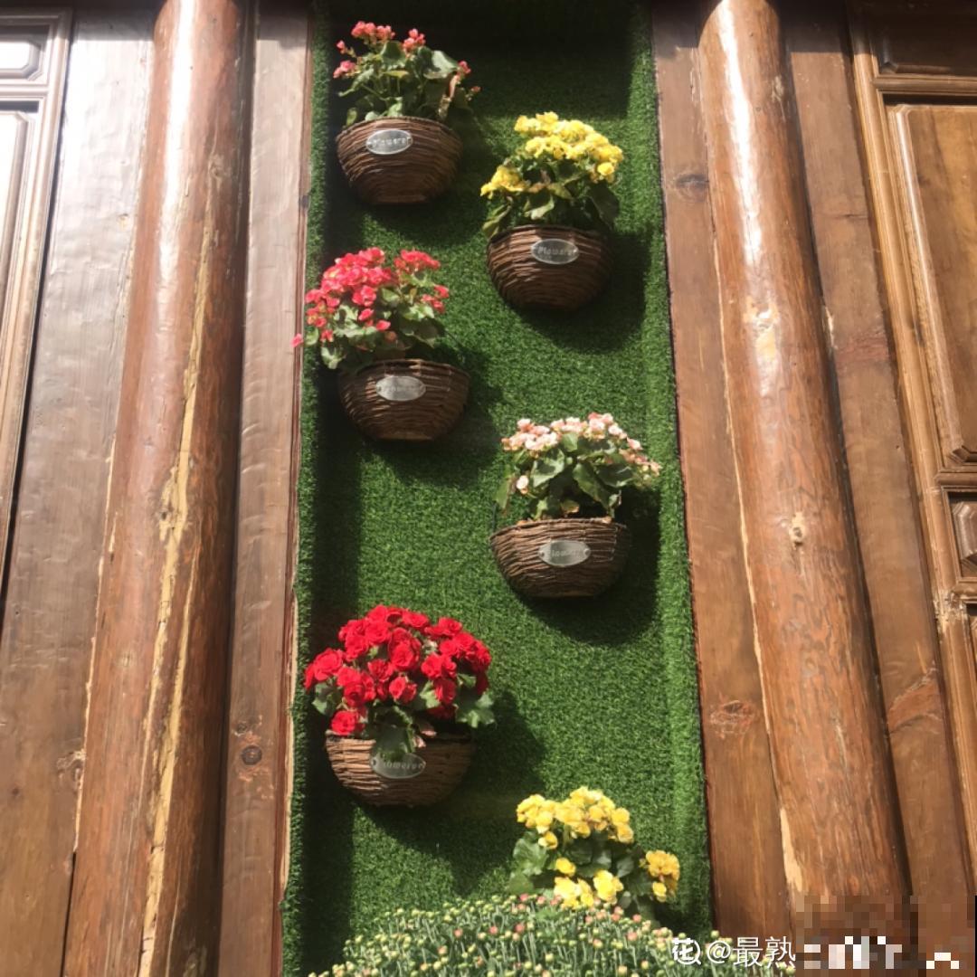 一盆菊花一万二，能开出七个颜色，真是少见