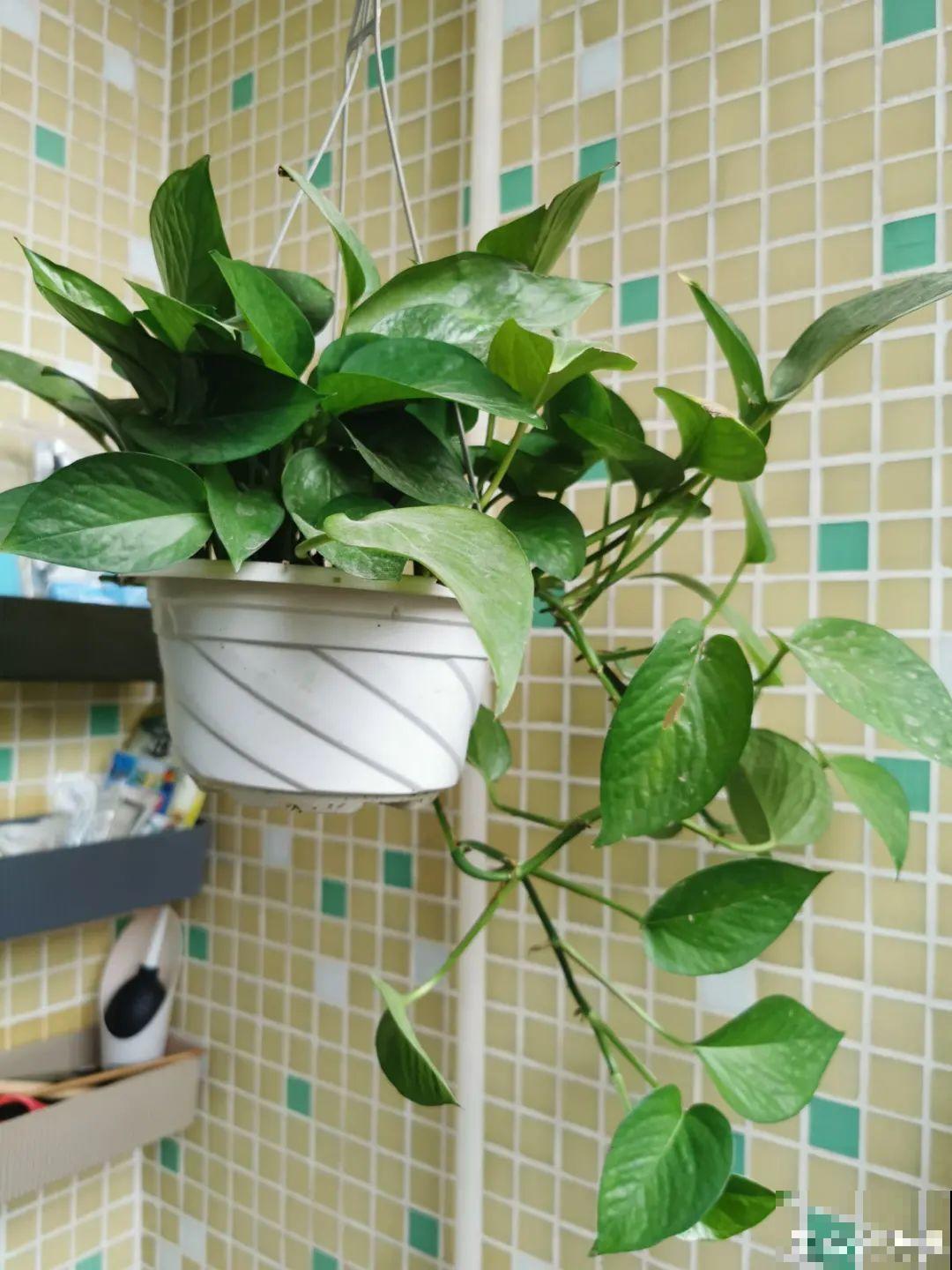 新房装修完，养盆“天然净化器”，净化空气身体棒