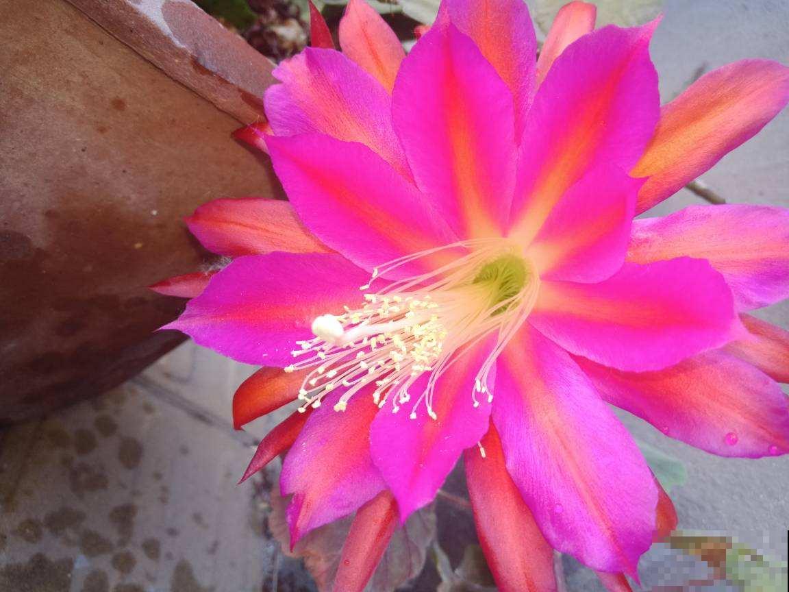 4种花不浇水才长得旺，浇水太多反而不好，烂根又黑腐