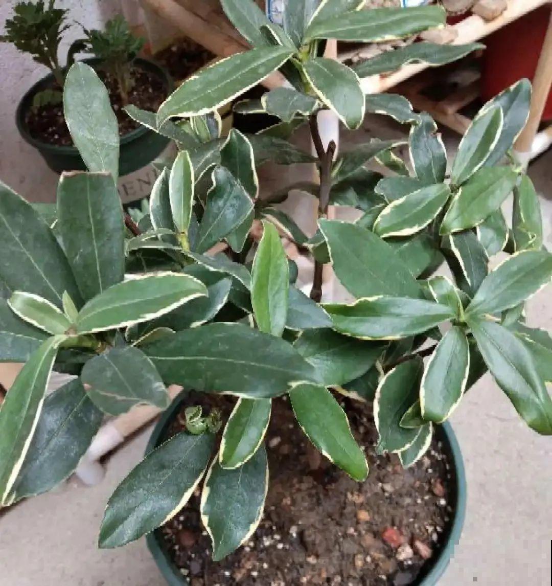 秋天在家养盆“香香花”，满屋子香味，还特耐寒