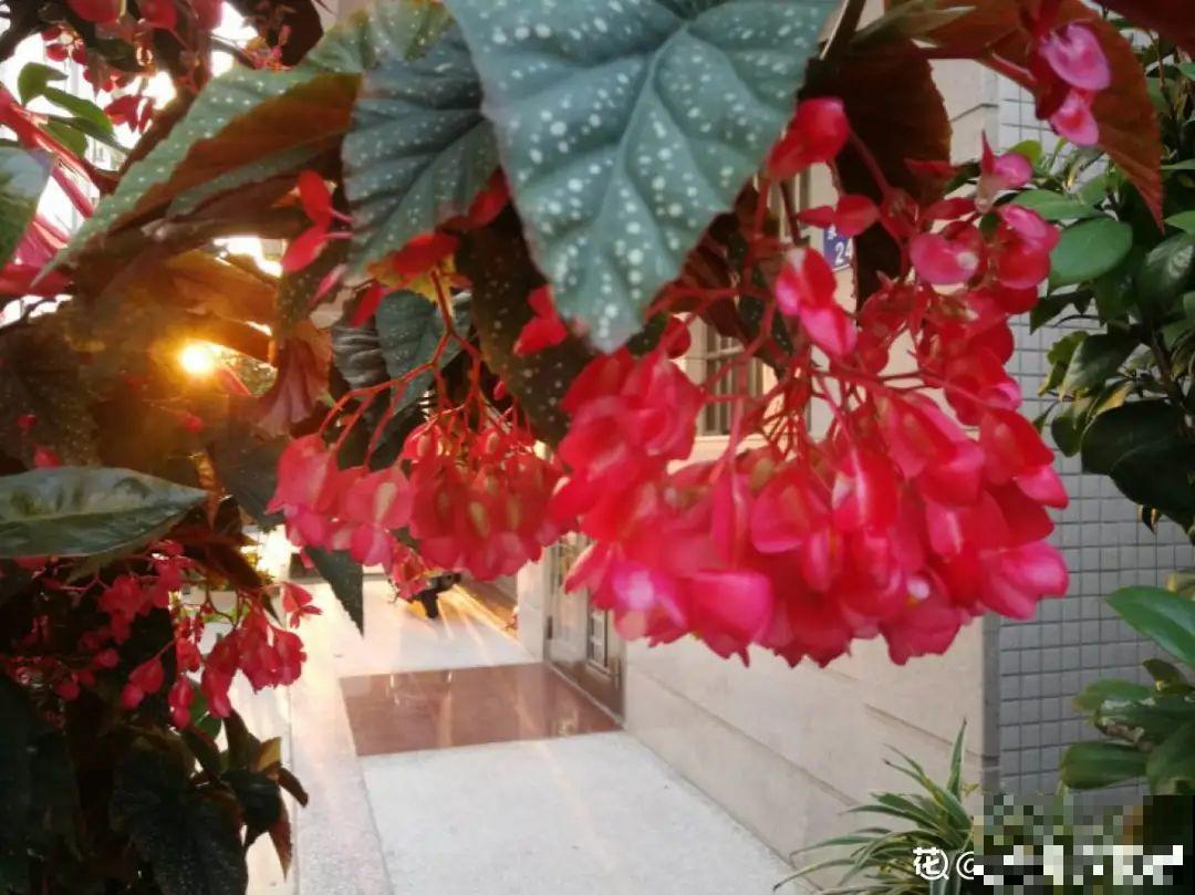 1种花俗称“摇钱树”，满盆长满小元宝，大吉大利，好看吉祥！