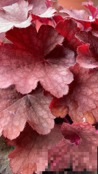 适合北方冬季户外养的花,能耐寒零下15℃,越冷叶子颜色越美 适合北方冬季户外养的花,能耐寒零下15℃,越冷叶子颜色越美