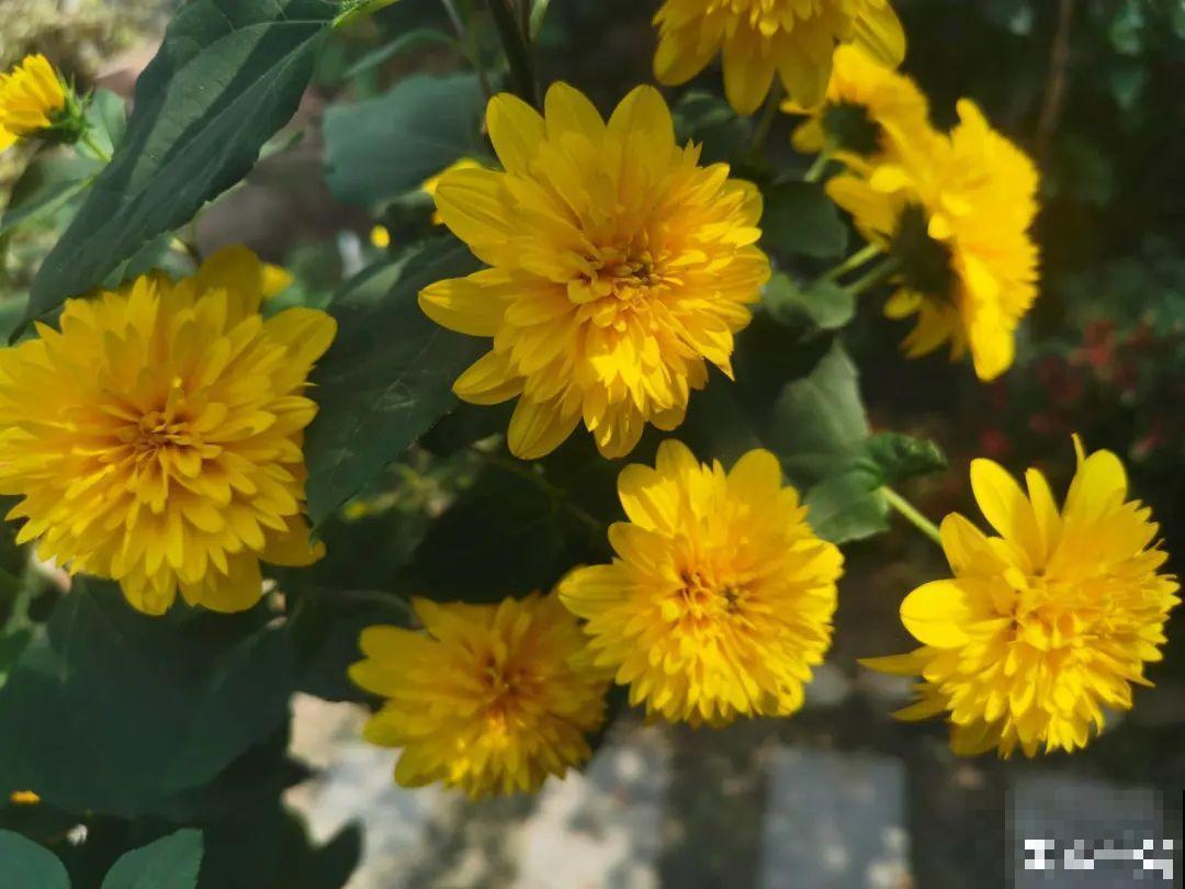 现在扦插8种花，生根快长得旺，冬春季节就开花