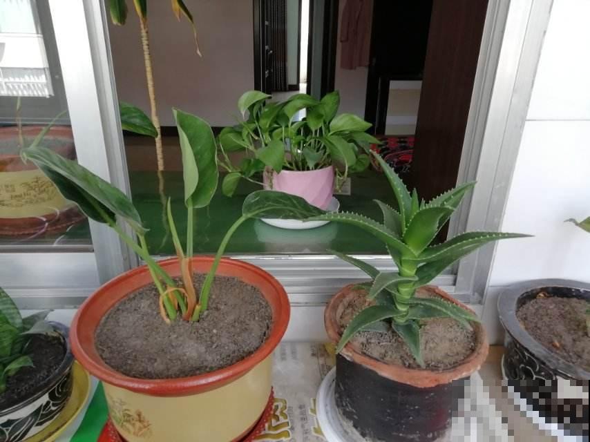 养花要参考的“五大维度”,养花大师都表示赞同,值得收藏 养花要参考的“五大维度”,养花大师都表示赞同,值得收藏