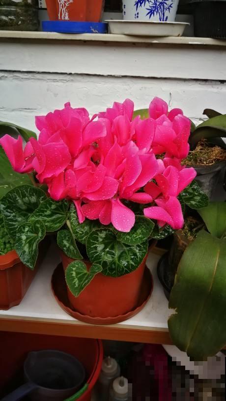 养了5年仙客来的老花匠，跟他学习后，原来爆盆秘诀这么简单