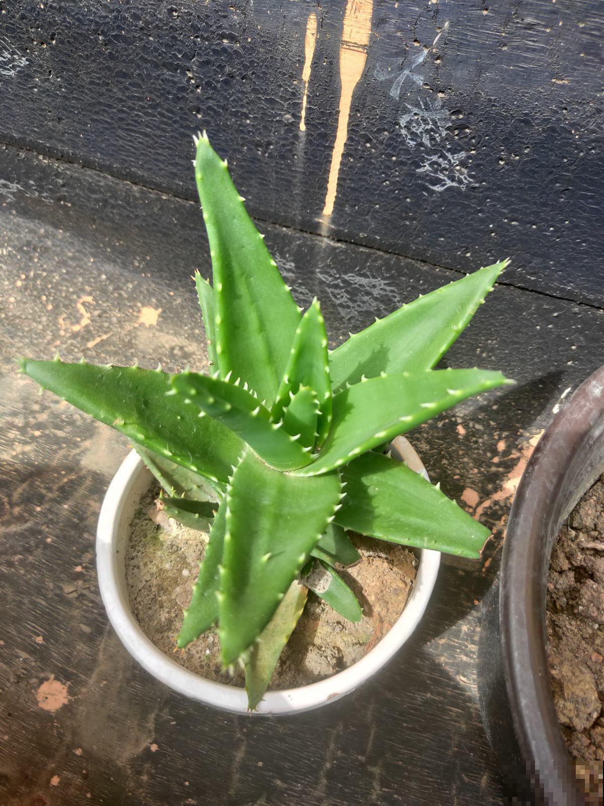 特怕水的4种植物，水别乱浇，长得能更好