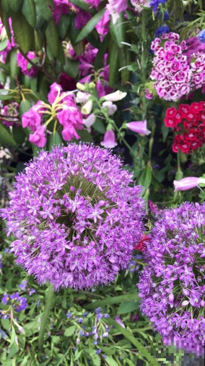 “大葱”开出的花球,一朵比脸还大,活像一根棒棒糖 “大葱”开出的花球,一朵比脸还大,活像一根棒棒糖