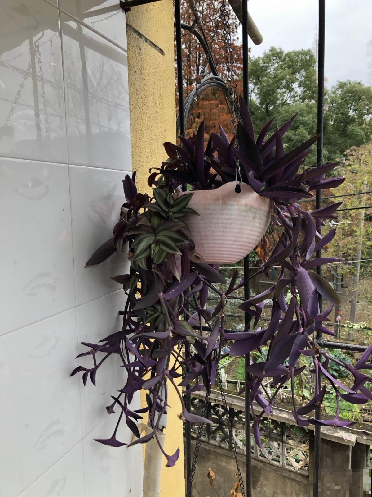 天气大降温,赶紧把花搬进屋,不然多肉都冻成“饺子馅” 天气大降温,赶紧把花搬进屋,不然多肉都冻成“饺子馅”