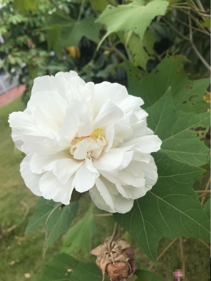 秋天常见的60种花，最全花卉图谱，收藏起来慢慢看