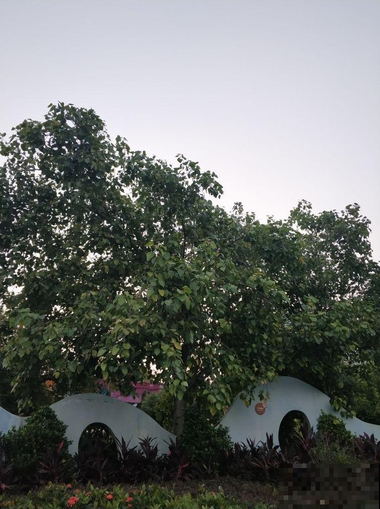 “院子不养3种花”，老祖宗传下来的话，是迷信还是科学？