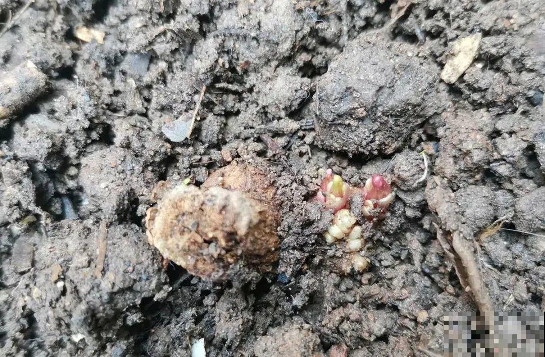 “大丽花门前种，财富到家不是梦”，种点大丽花，喜庆又富贵