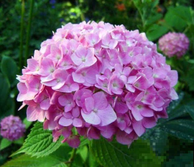 婆婆把我养的花送人，竟然理直气壮，说我抠门