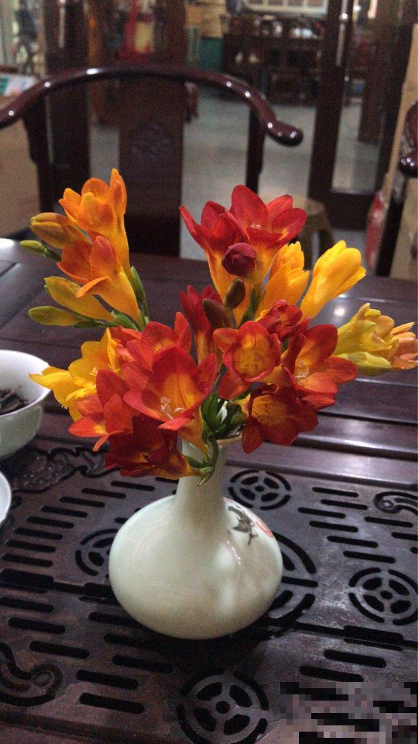 大牌香水的源头，令人热捧的"香水花"，满屋子都是香味