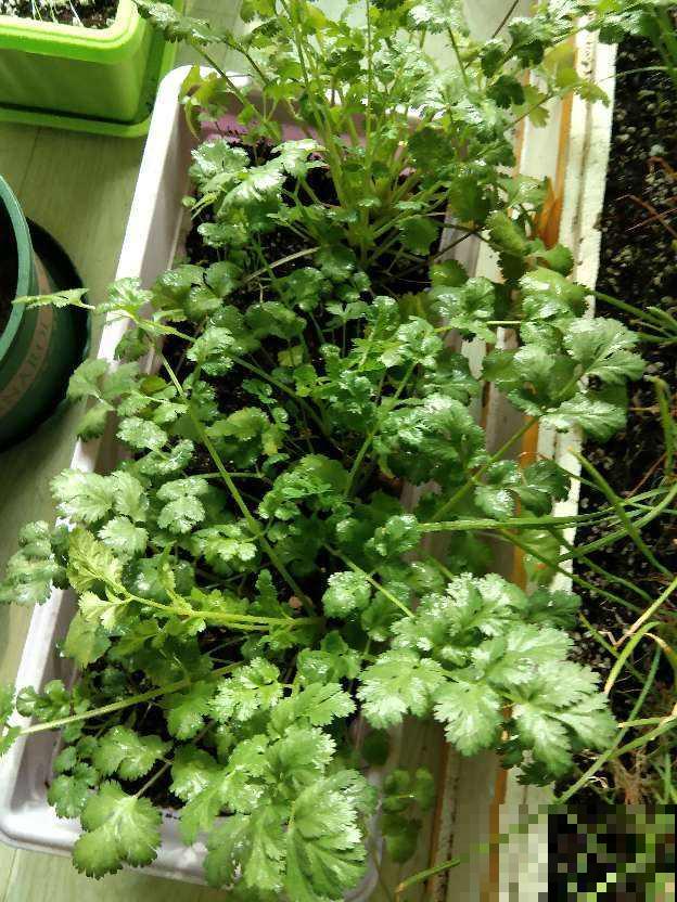 蔬菜头别扔,种土里乎乎长小苗,半个月就能吃 蔬菜头别扔,种土里乎乎长小苗,半个月就能吃