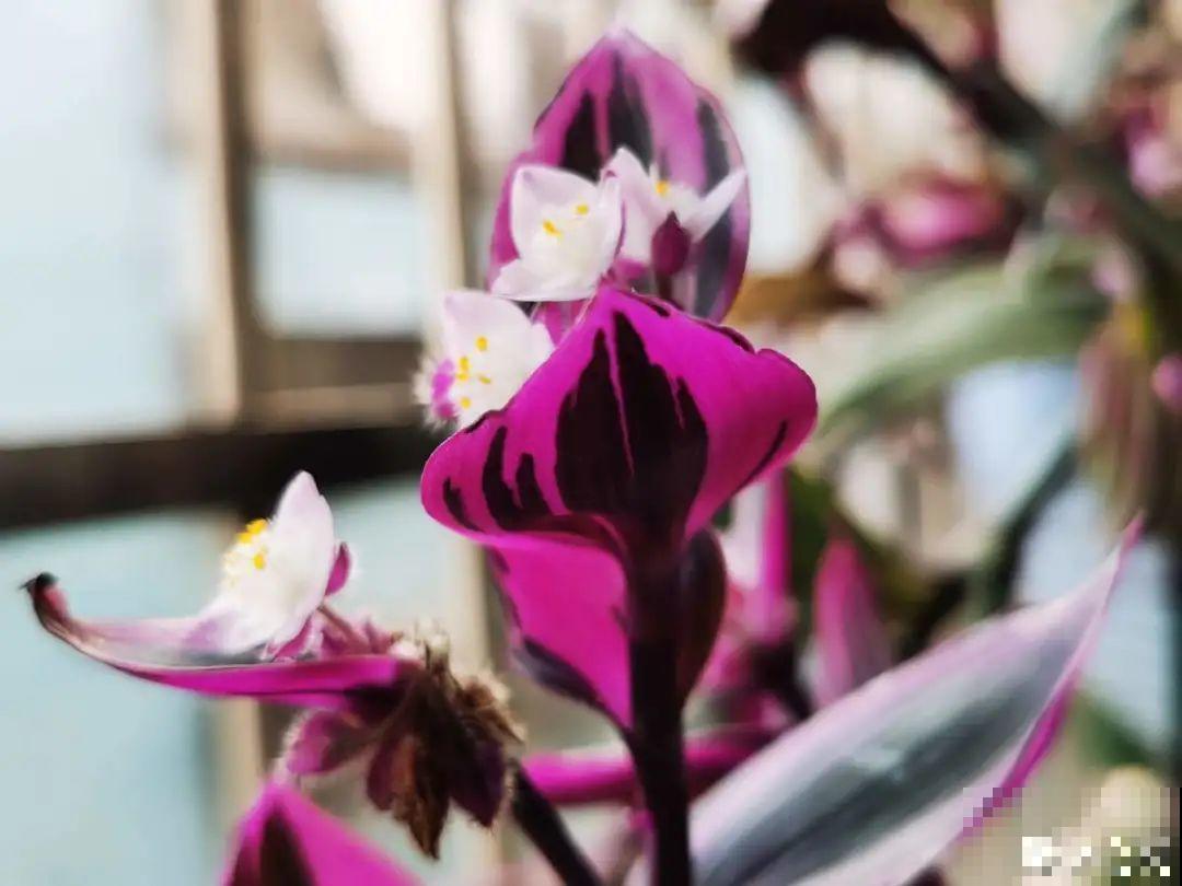 6种花好养活，超适合新手，养护看这篇就够了