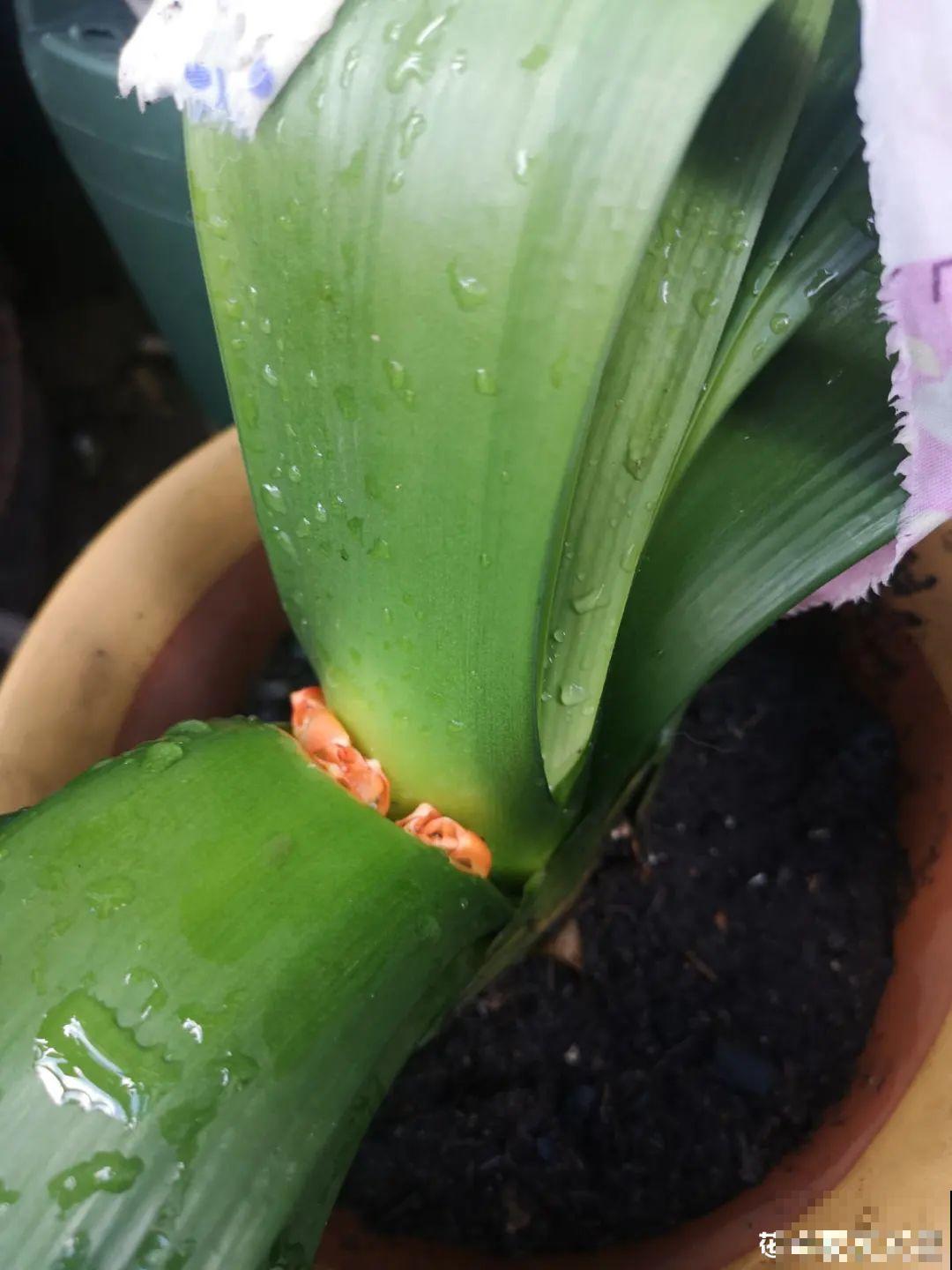 10种花，冬天别喷水，越喷越烂叶，变成光杆特丑