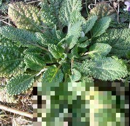 小时候“不受待见”的野草,现在排队山上挖,用处可大了 小时候“不受待见”的野草,现在排队山上挖,用处可大了