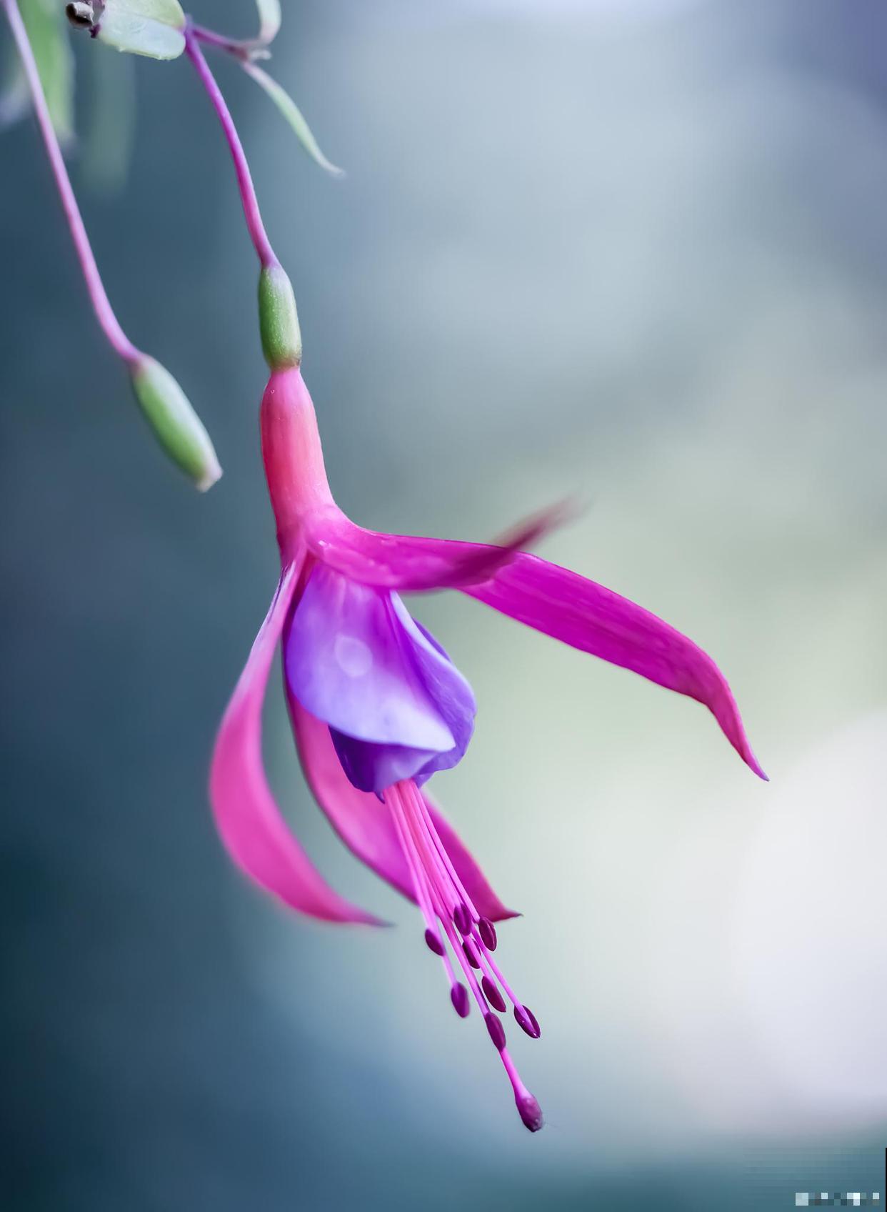 灯笼花的养殖方法和注意事项