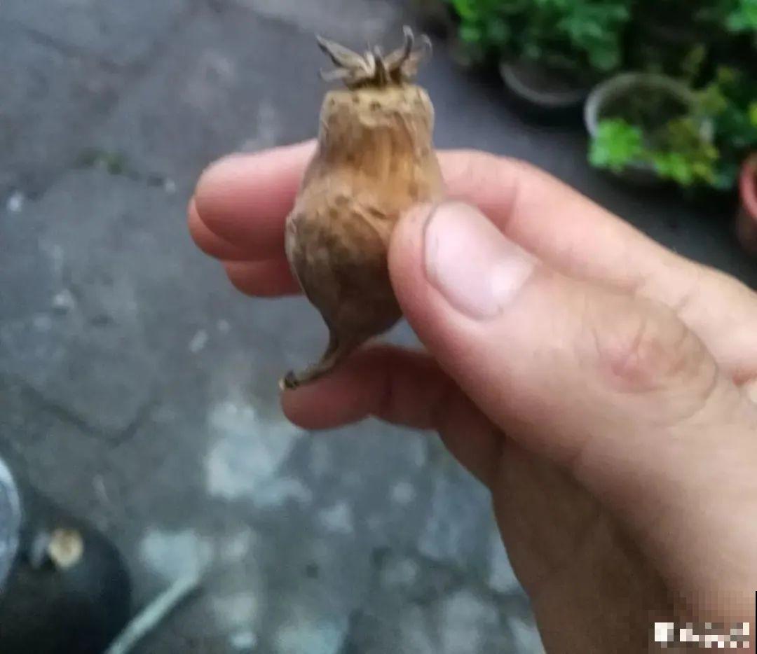 路上看见银杏果,不要捡,小心有毒! 路上看见银杏果,不要捡,小心有毒!