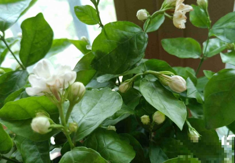 人养花三年,花养人一生,45年中医爱养的花,堪称植物“小药箱” 人养花三年,花养人一生,45年中医爱养的花,堪称植物“小药箱”