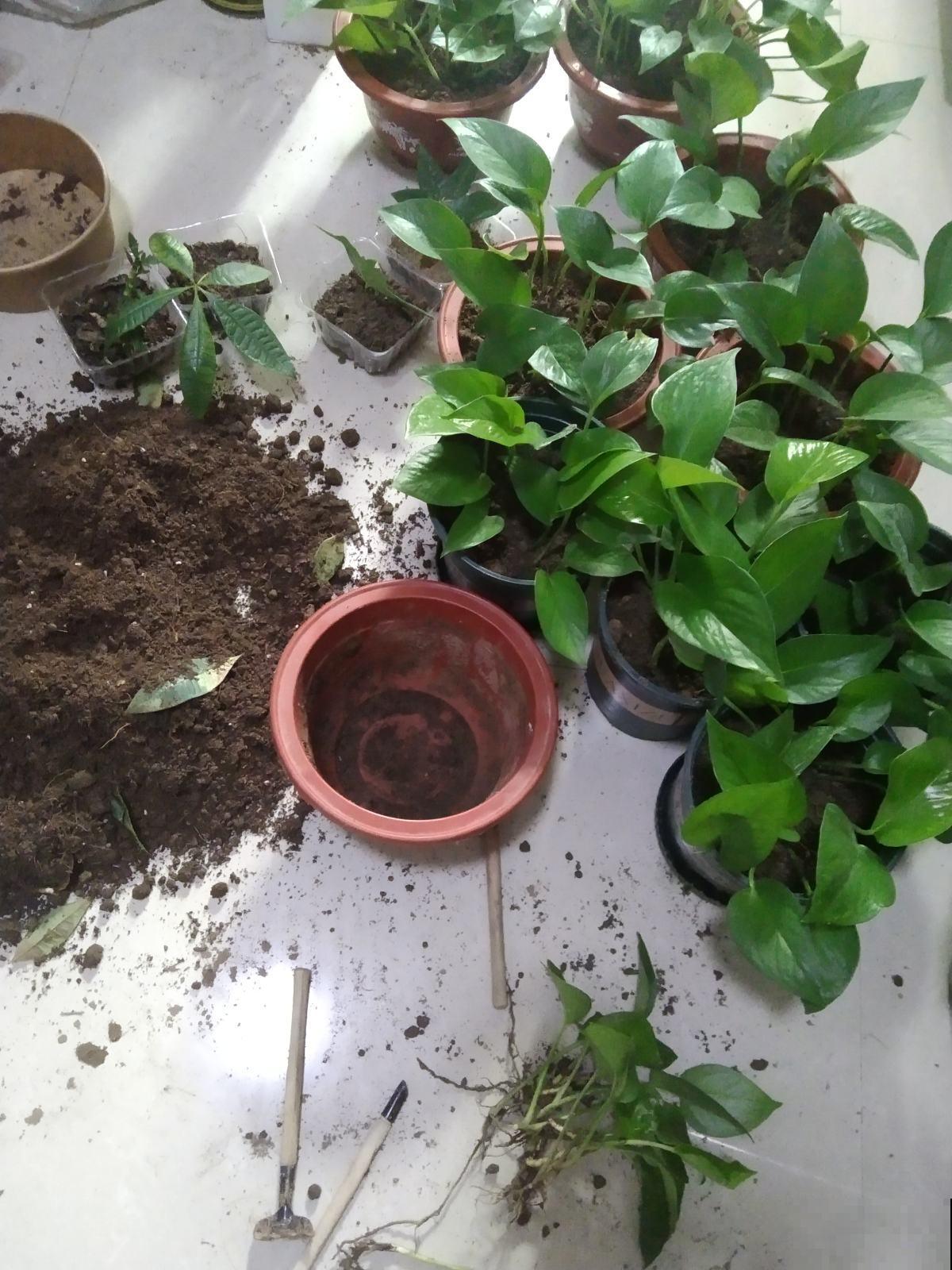 学会这5个好习惯,你就是养花高手,一般人不告诉他 学会这5个好习惯,你就是养花高手,一般人不告诉他