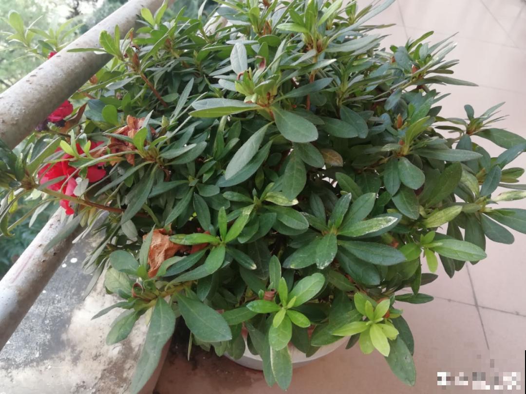 1种花美成“花中西施”，春夏秋冬都能开，好养易爆盆！