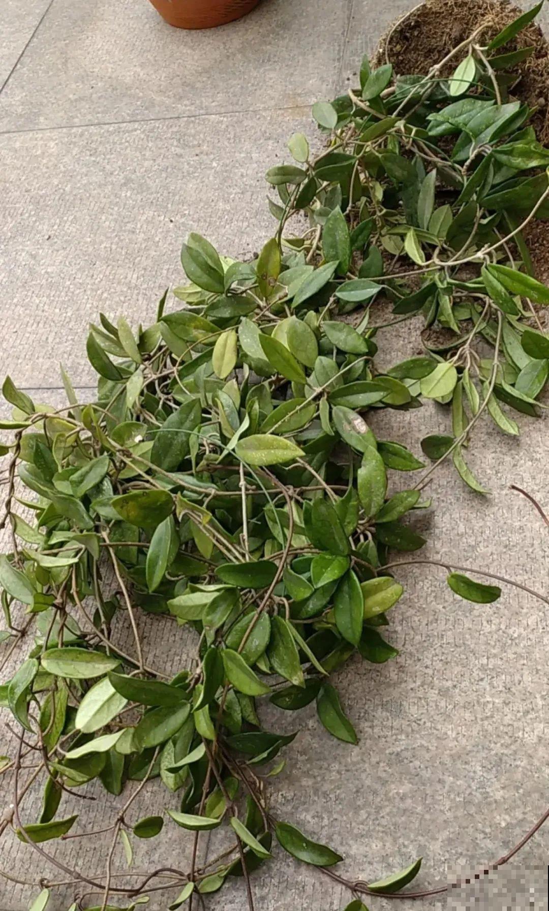 7种花有个小机关，找对位置打开它，新芽爆满盆
