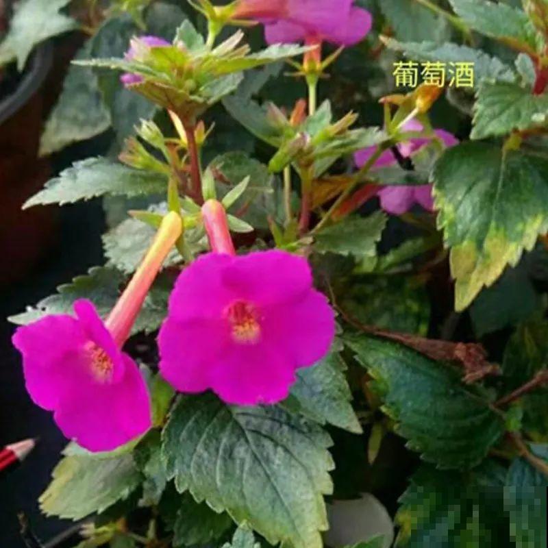 长筒花是“室内花量王者”，没光也能开爆盆，阳台党福音