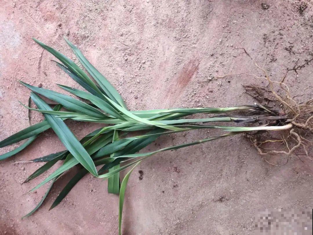 路上看见银杏果,不要捡,小心有毒! 路上看见银杏果,不要捡,小心有毒!