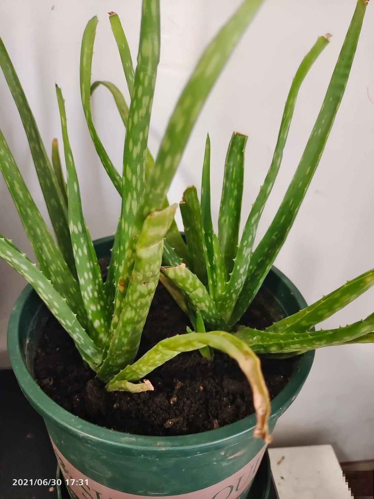 能活上百年的7种植物,长寿又吉利,能养成“传家宝” 能活上百年的7种植物,长寿又吉利,能养成“传家宝”