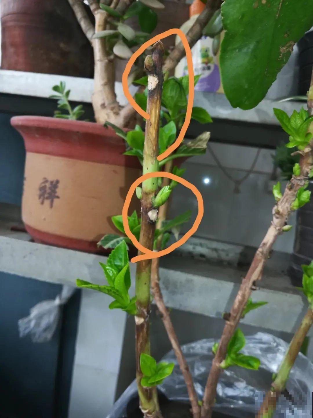 7种花冬天会假死，叶子掉光不要扔，明年还能大爆花！