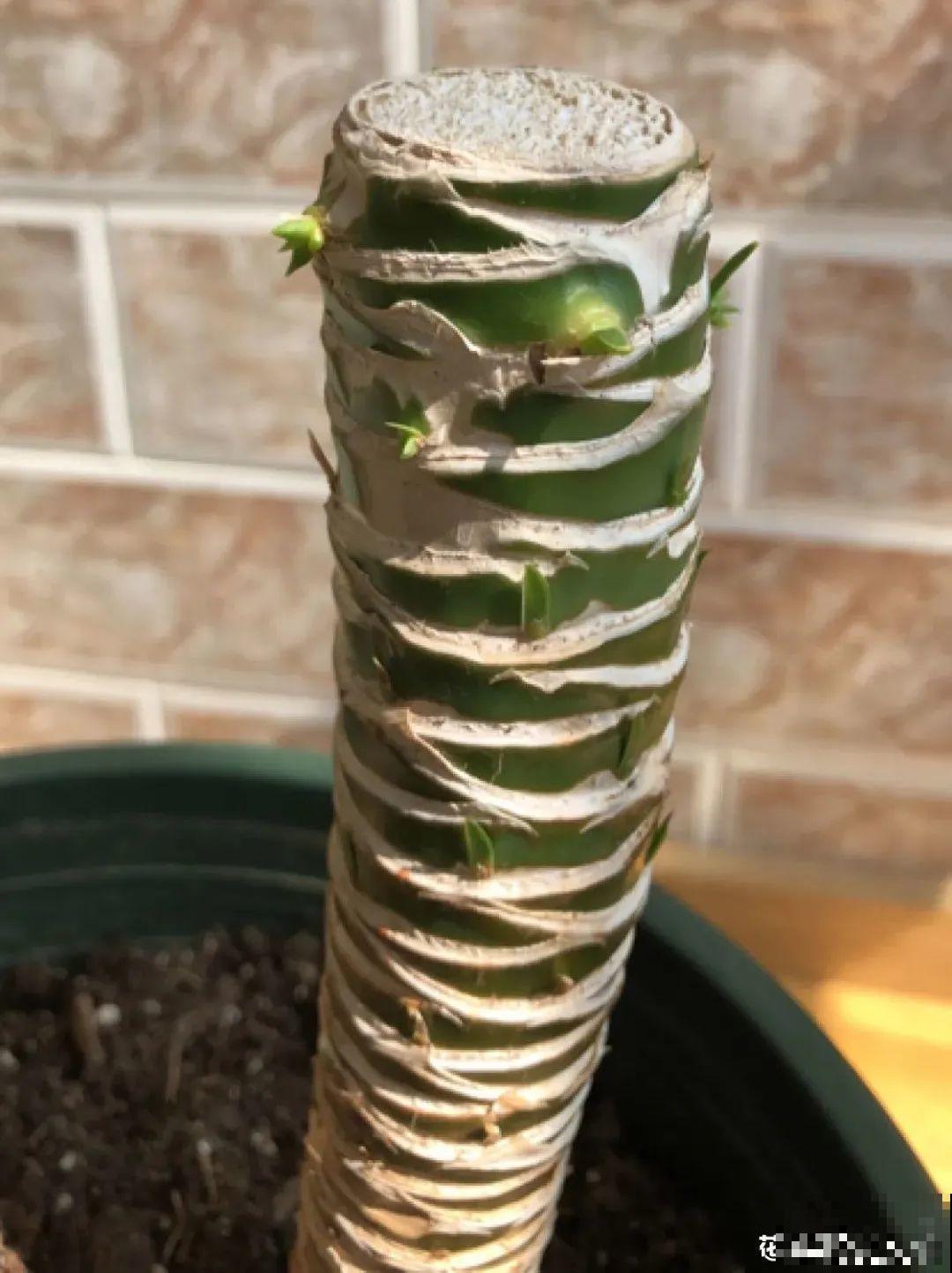 客厅养好树,子孙一直富,8种树养在家,镇宅有安全感 客厅养好树,子孙一直富,8种树养在家,镇宅有安全感