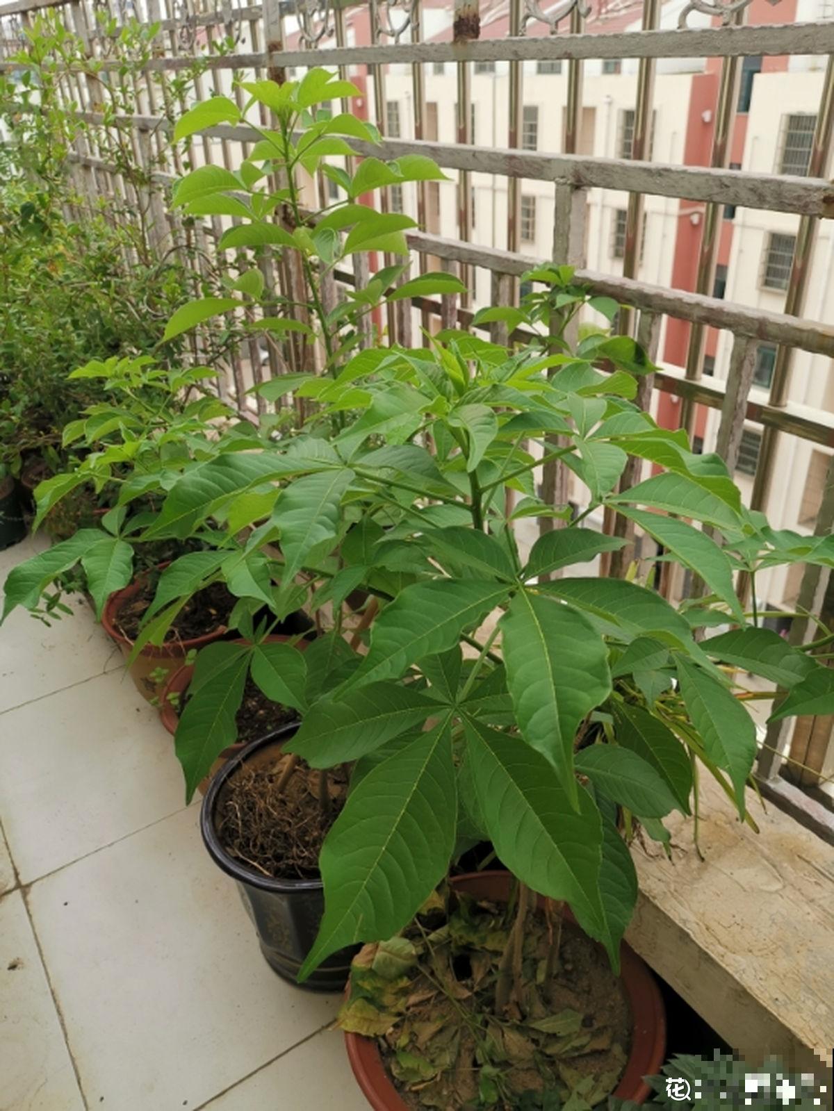 5种花,天生的高贵气质,做成盆景价值翻倍 5种花,天生的高贵气质,做成盆景价值翻倍