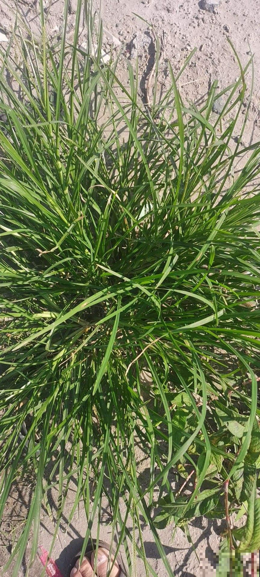 农村常见的1种野草，如今城里排队上山挖，浑身都是宝鲜有人知