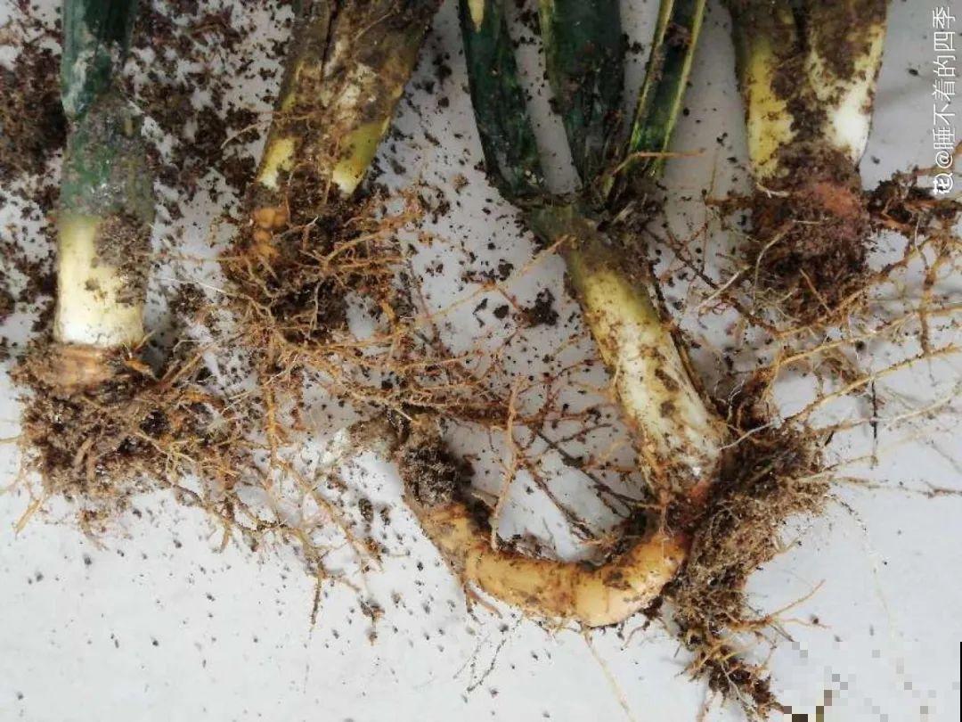 10种花得穷养，盆越小、水越少，越长得旺