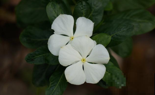 常见的“便宜花”，几块钱买回家，还能养成“棒棒糖”