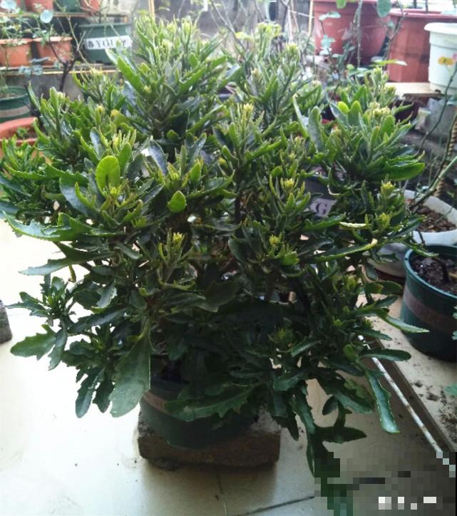 秋天给花补点“猛肥”,嫩芽一茬接一茬,花苞呼呼冒 秋天给花补点“猛肥”,嫩芽一茬接一茬,花苞呼呼冒