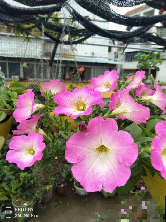 一年四季都开的6种花,开不腻,就怕你看腻 一年四季都开的6种花,开不腻,就怕你看腻