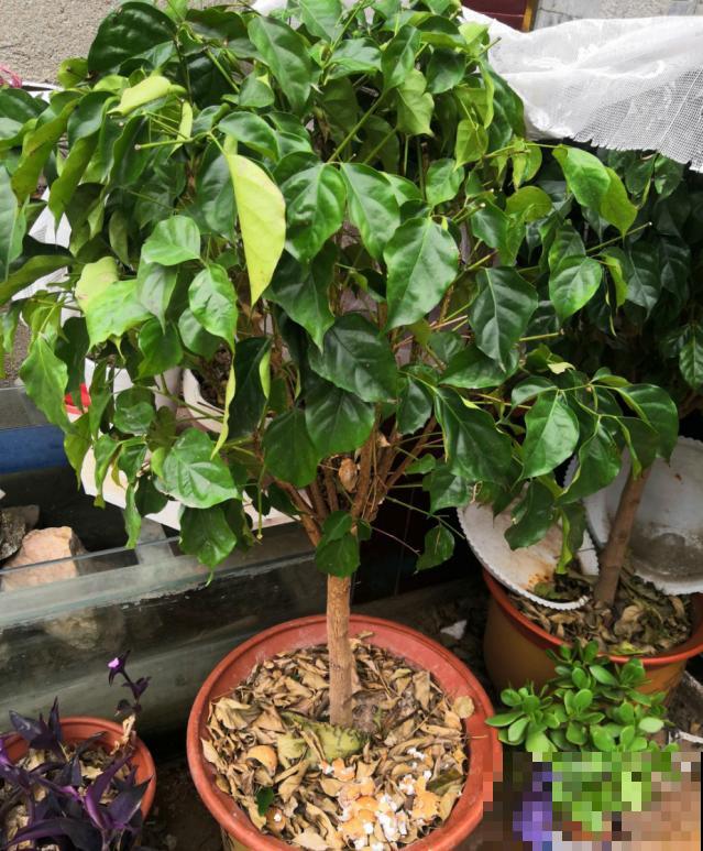 幸福树叶子哗哗掉,再不管,最后掉成“光杆司令” 幸福树叶子哗哗掉,再不管,最后掉成“光杆司令”