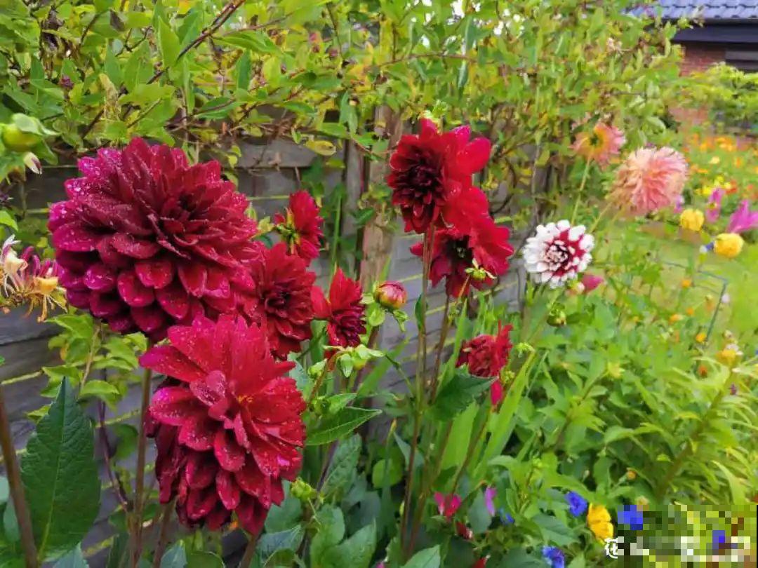 带着父母回农村，把老院子种满花，过简单生活