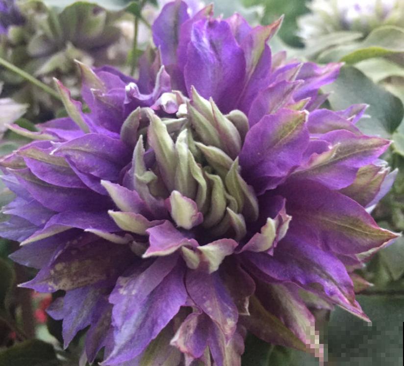 4种花可以放心“跟风”，好养开花多，越冷颜色越好看