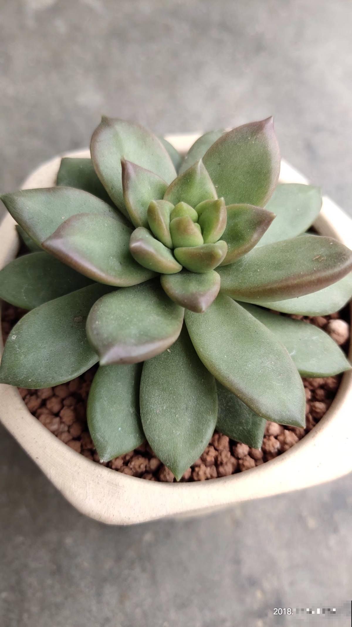 冬天对多肉来说,就是“渡劫”,4个方法教你安稳渡过 冬天对多肉来说,就是“渡劫”,4个方法教你安稳渡过