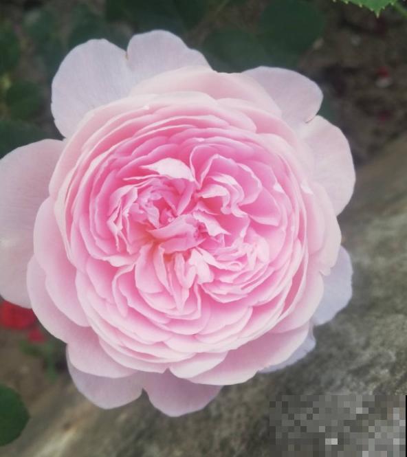 植物界的“女王大人”，自带女王气场，光听名字就很霸气