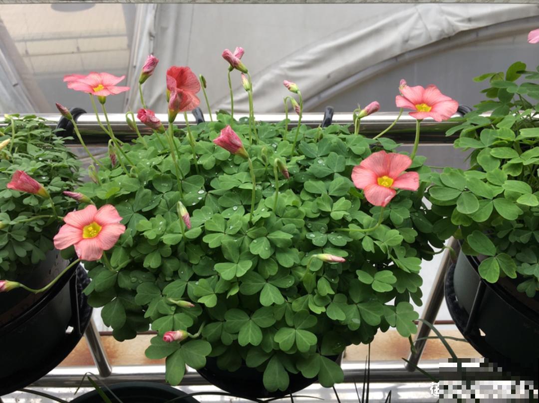 1种小草花名叫酢浆草，花量大，花期长，一盆还能变多盆