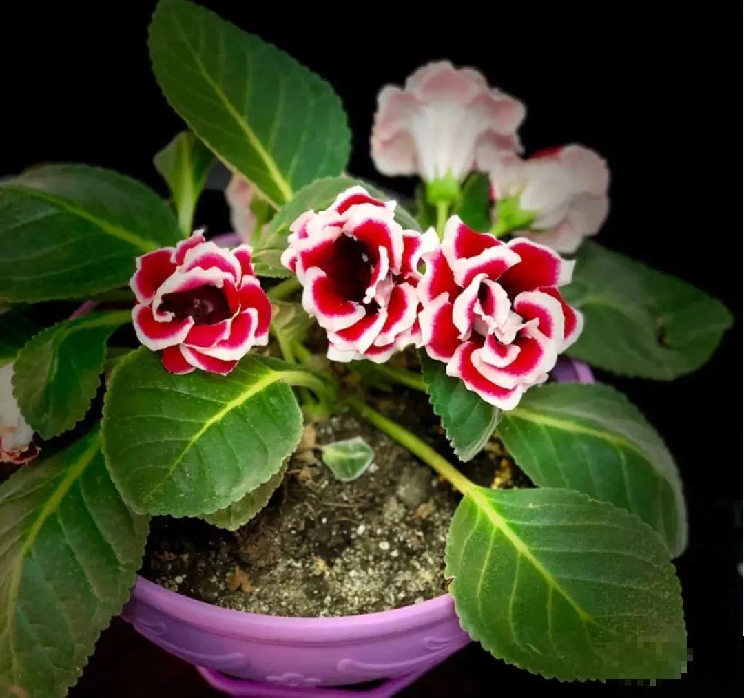 10种花，冬天别喷水，越喷越烂叶，变成光杆特丑