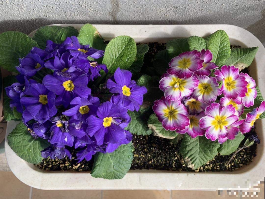 开花糖果色植物，个位数的价格就能买到，品种多，花期长