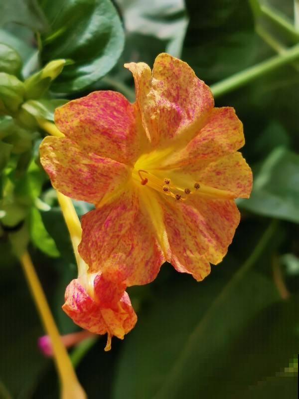 秋天常见的60种花，最全花卉图谱，收藏起来慢慢看