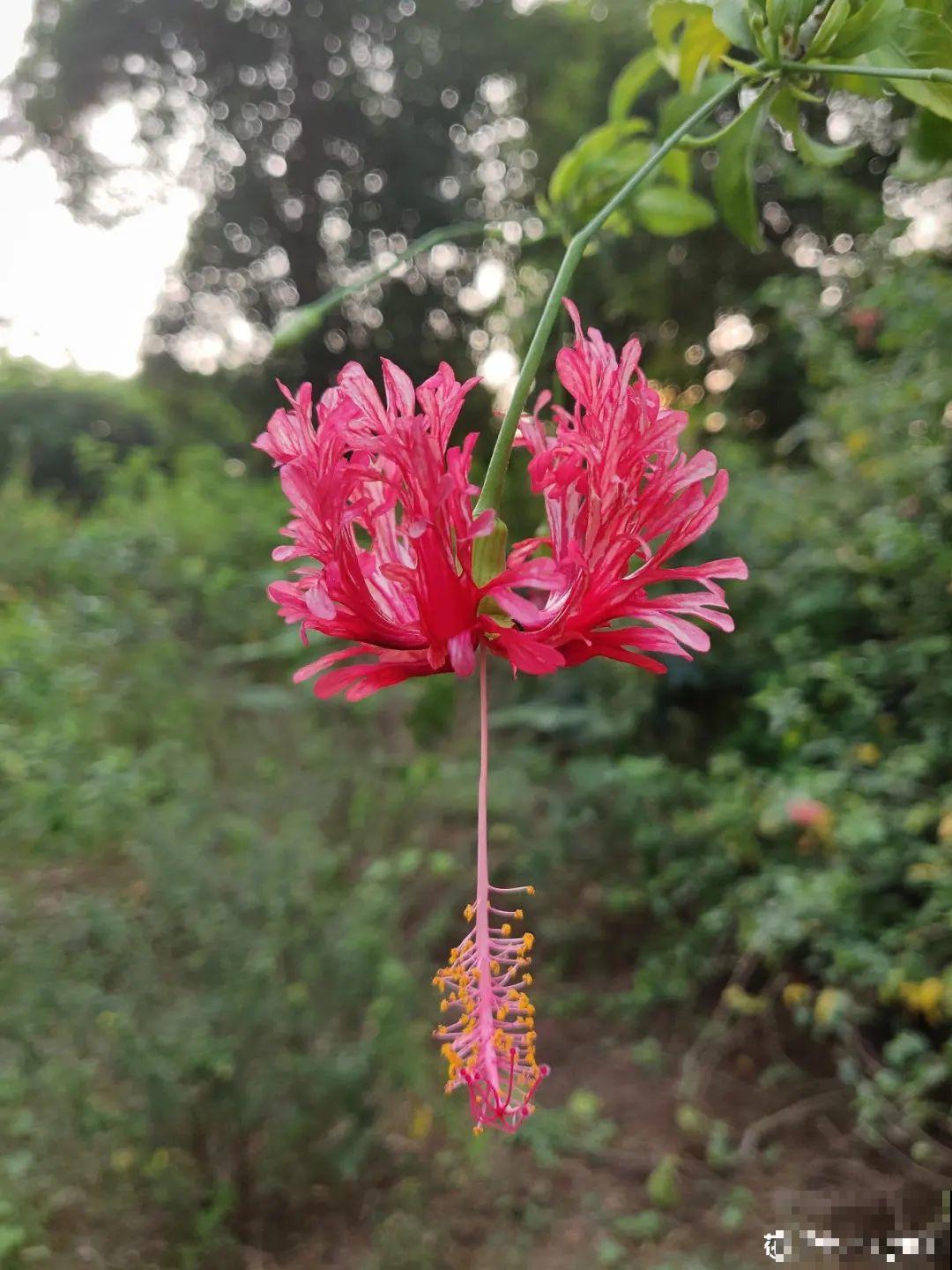 1种花俗称“摇钱树”，满盆长满小元宝，大吉大利，好看吉祥！