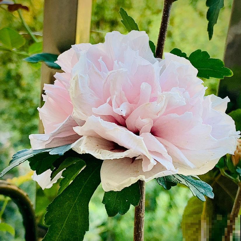 养花做到“4不贪”,养护有“度”,植物才能养得好 养花做到“4不贪”,养护有“度”,植物才能养得好